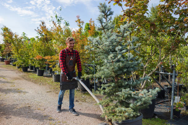 Best Tree Removal Near Me  in Hudson, IL